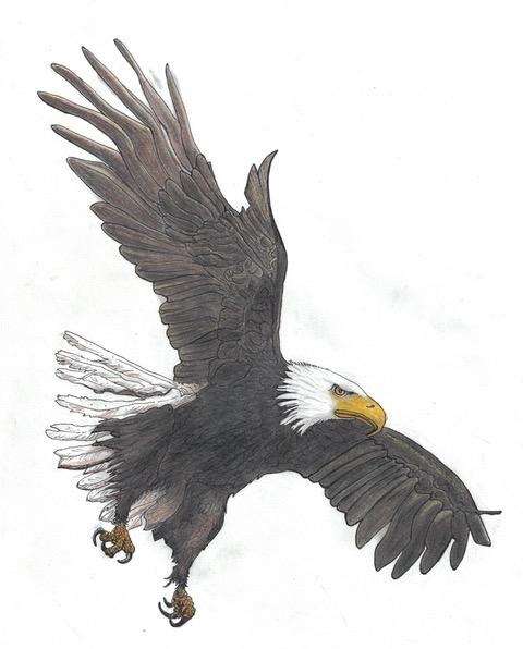 Eagle.jpg