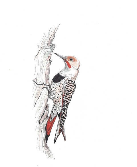 Northern Male Flicker.jpg