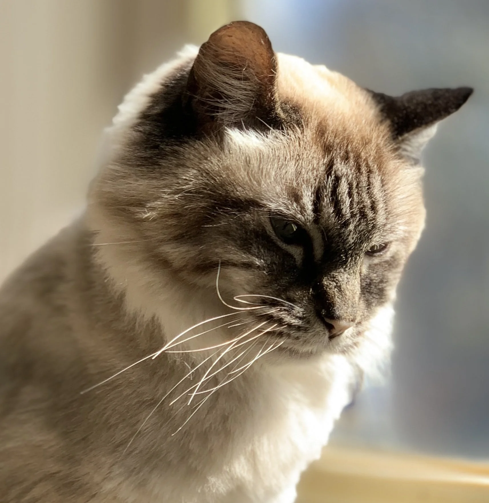 MBAVMA Meeting -  What's New With Feline Lymphoma?