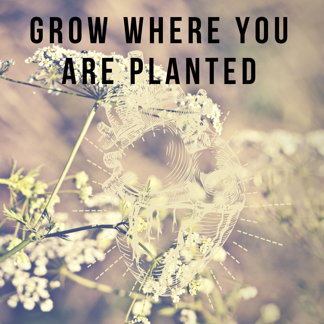 Grow where you are planted