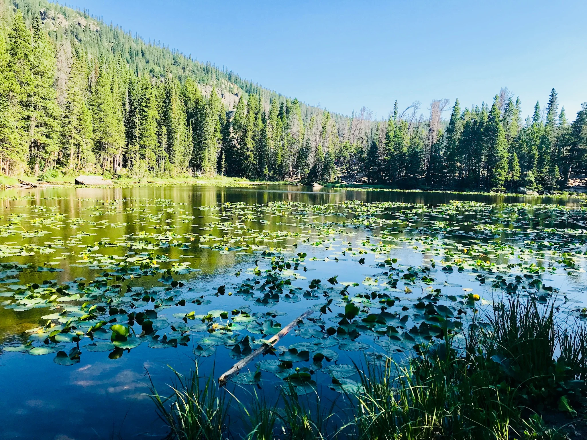 Nymph lake | Rocky Mountain National Park, CO
