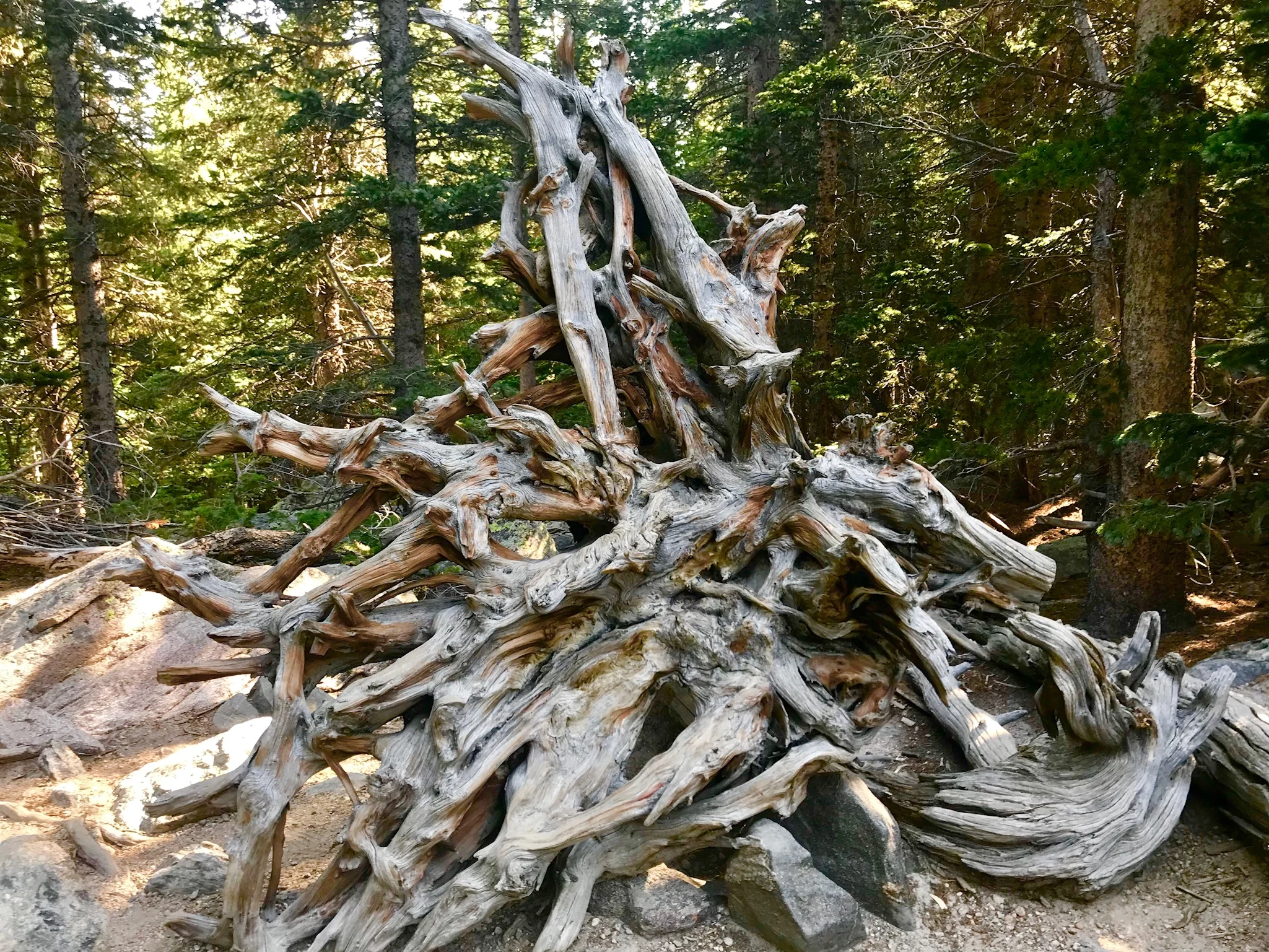 Design in chaos | Rocky Mountain National Park, CO
