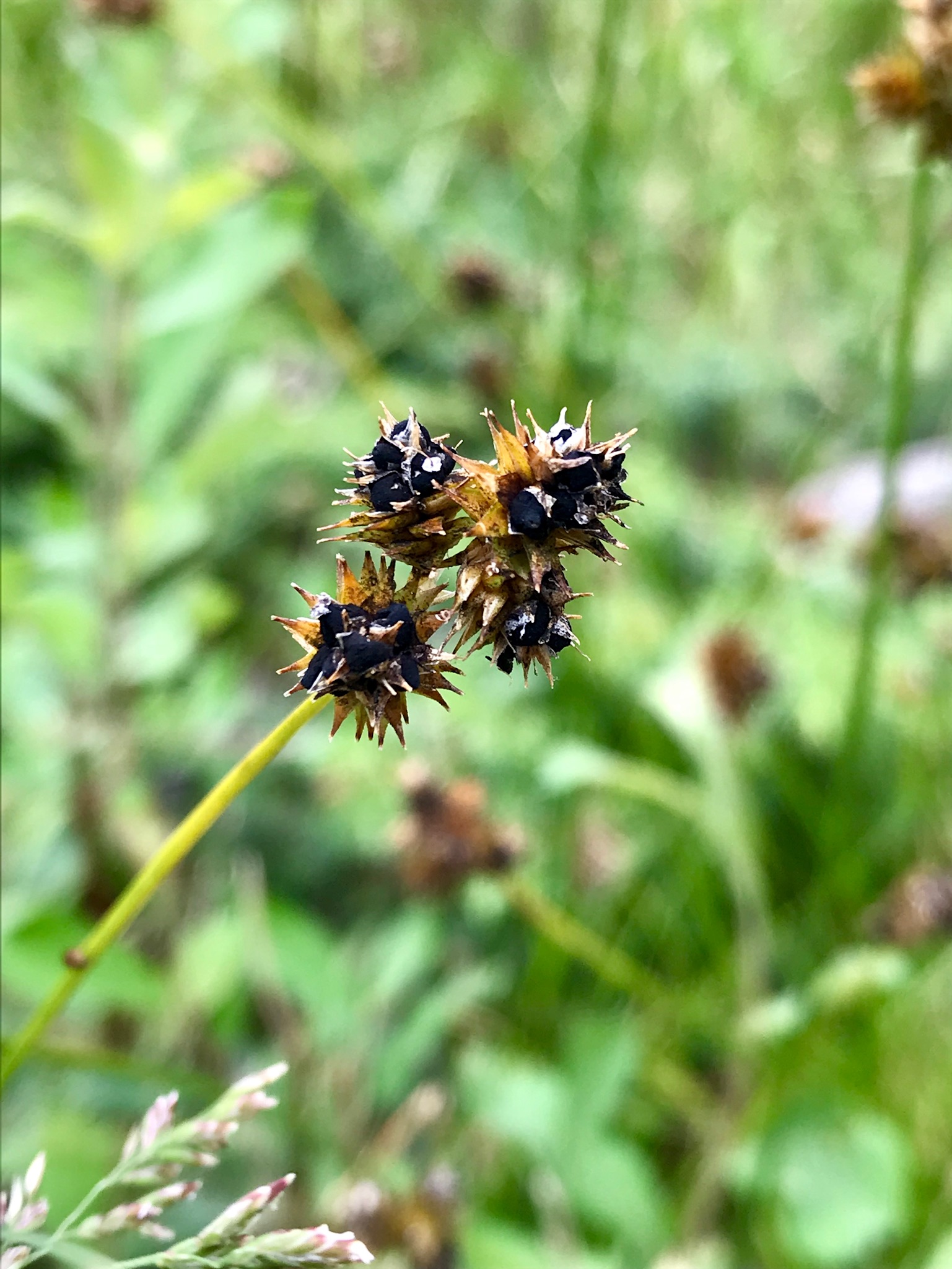 Spiky! | Rocky Mountain National Park, CO