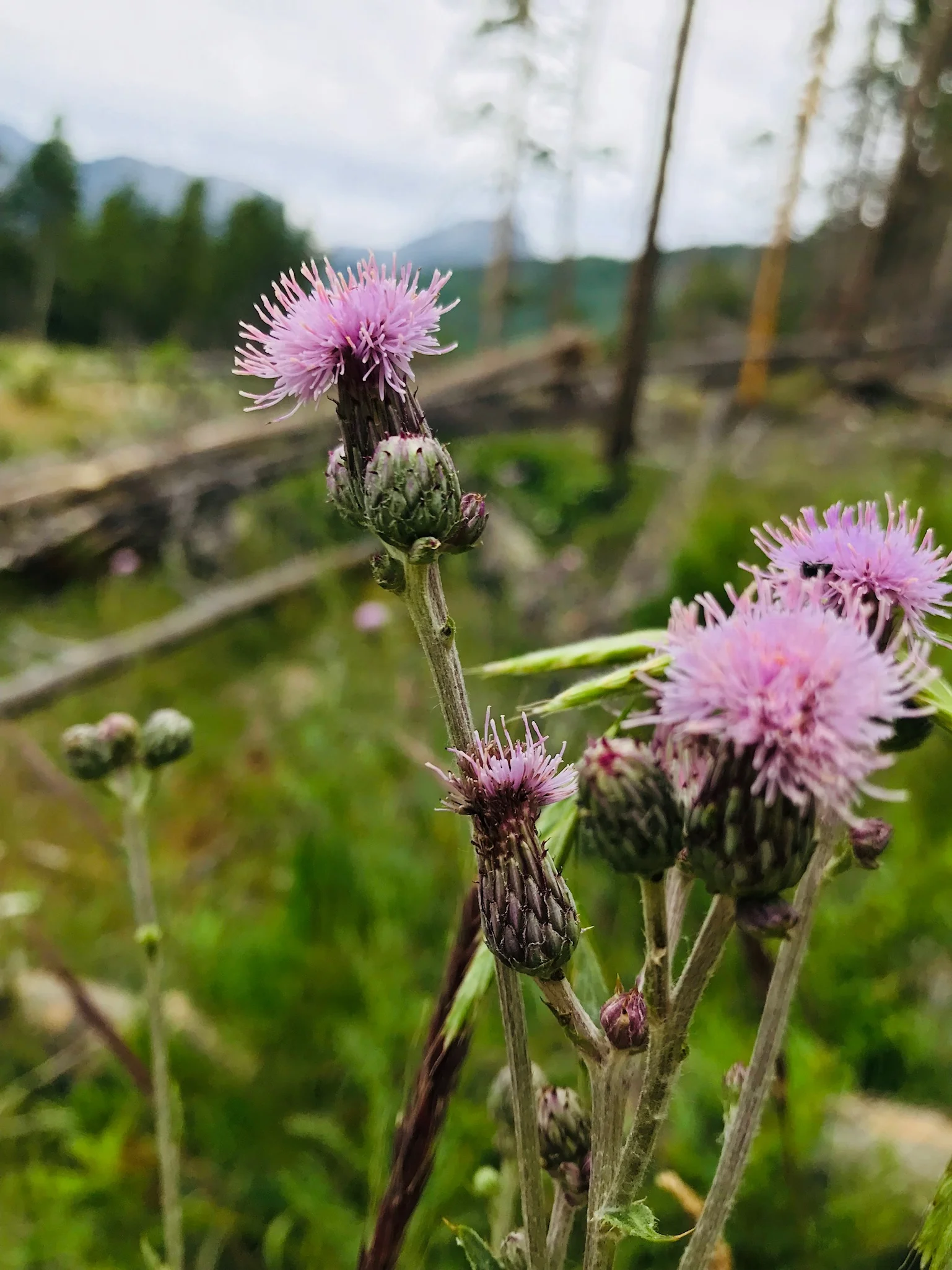 Wildflower bloom | Rocky Mountain National Park, CO