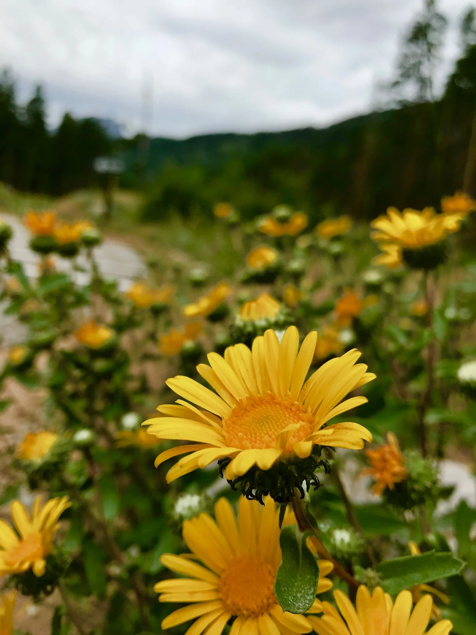 Wildflower bloom | Rocky Mountain National Park, CO