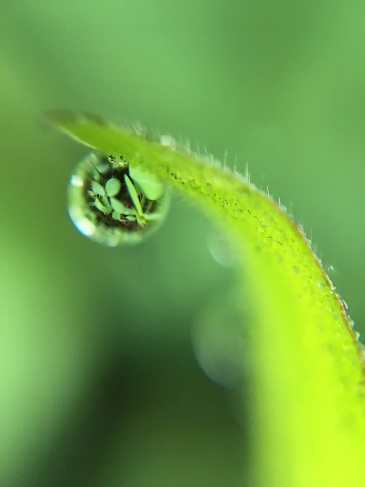 A big world in a small drop | Langkawi, Malaysia