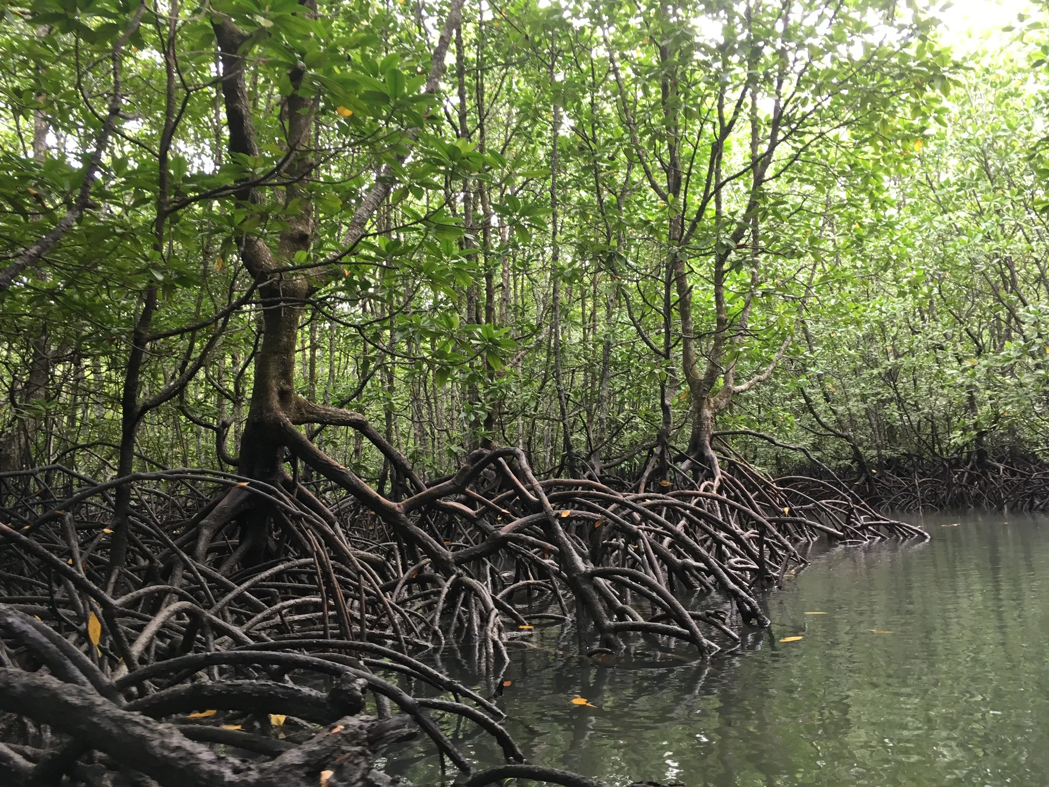 Mangroves have limbs too | Langkawi, Malaysia