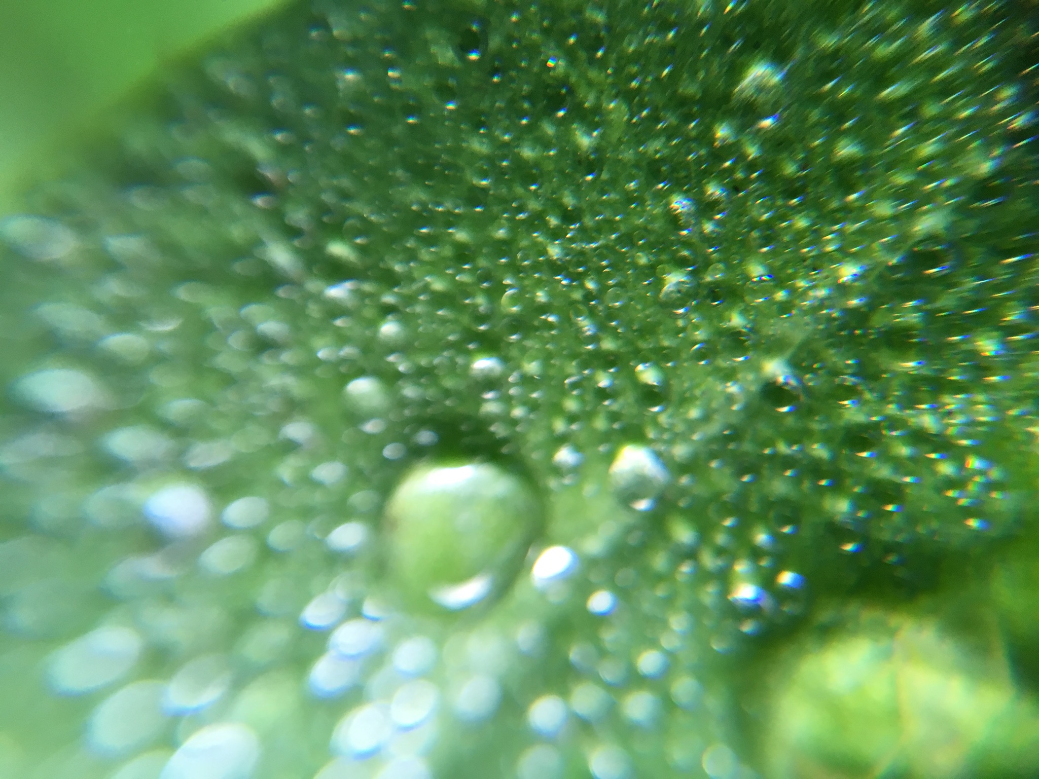 Details in droplets | Langkawi, Malaysia