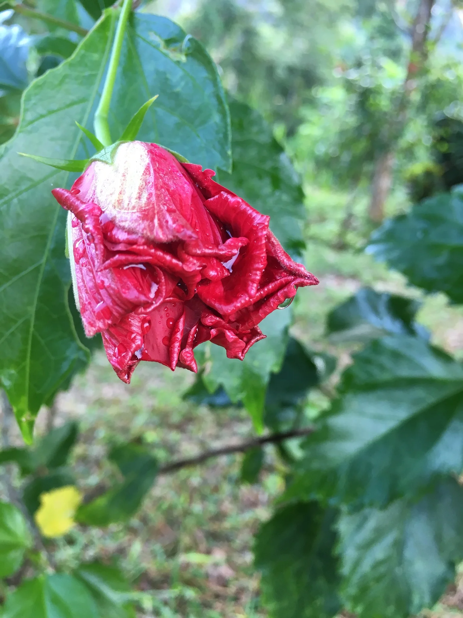 Budding | Langkawi, Malaysia