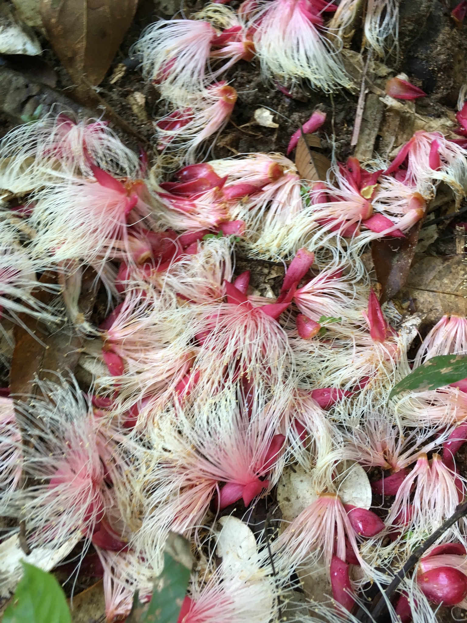 Bed of flowers | Langkawi, Malaysia