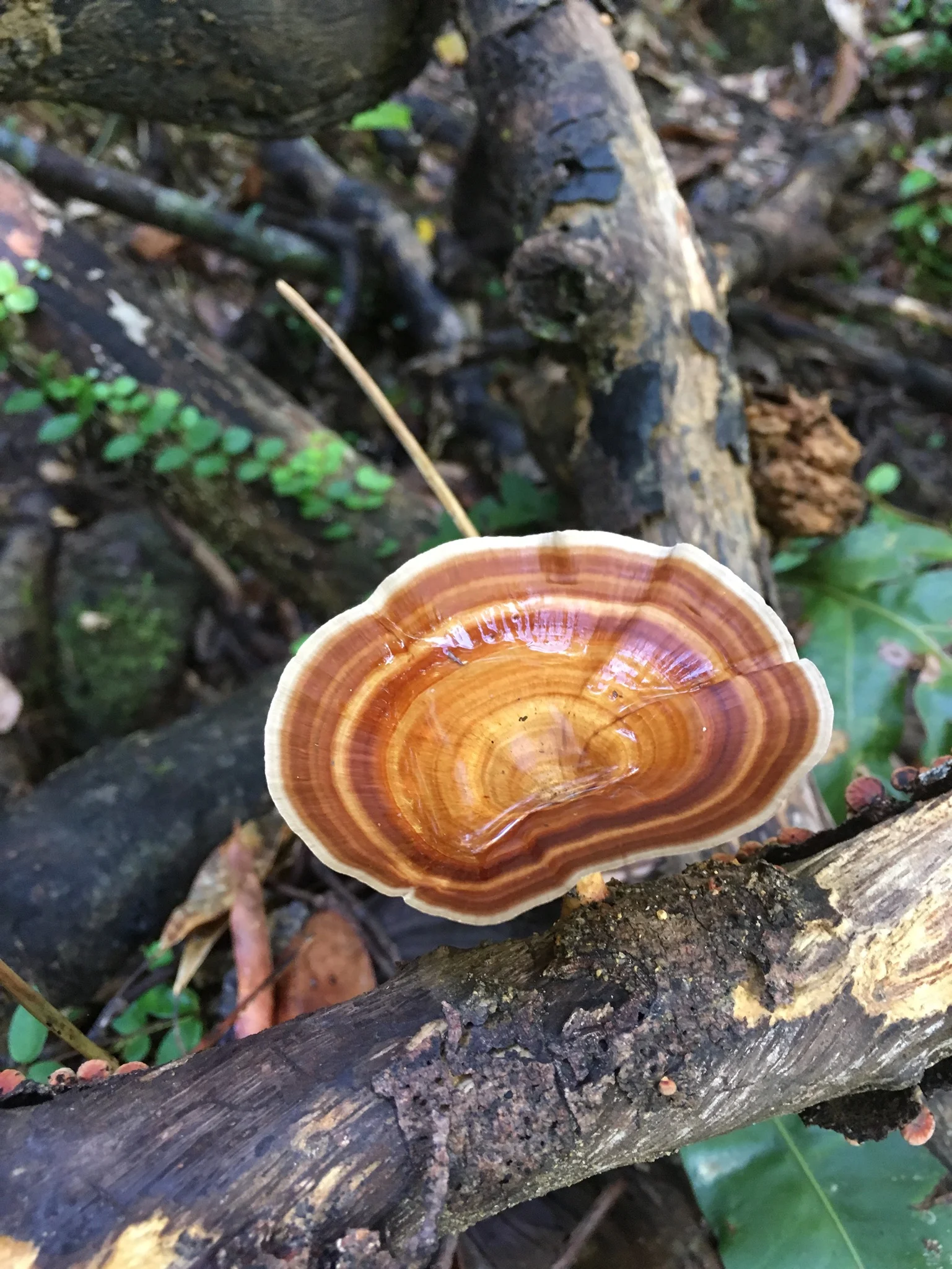 Fungal Jungle | Langkawi, Malaysia
