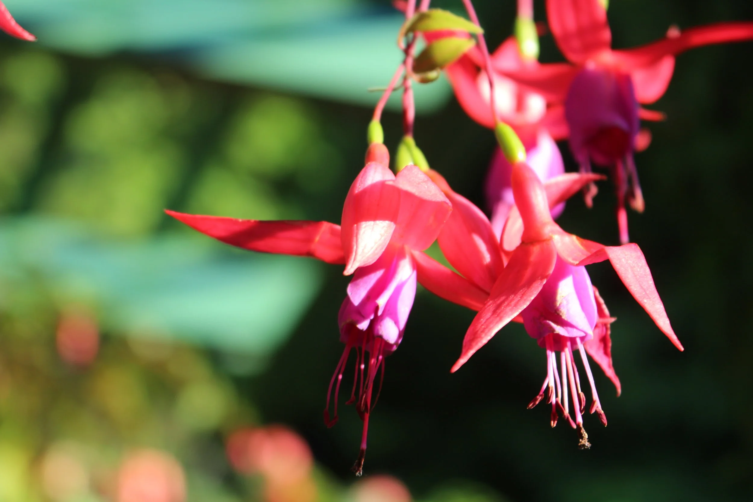 Butchart Gardens | British Columbia, Canada