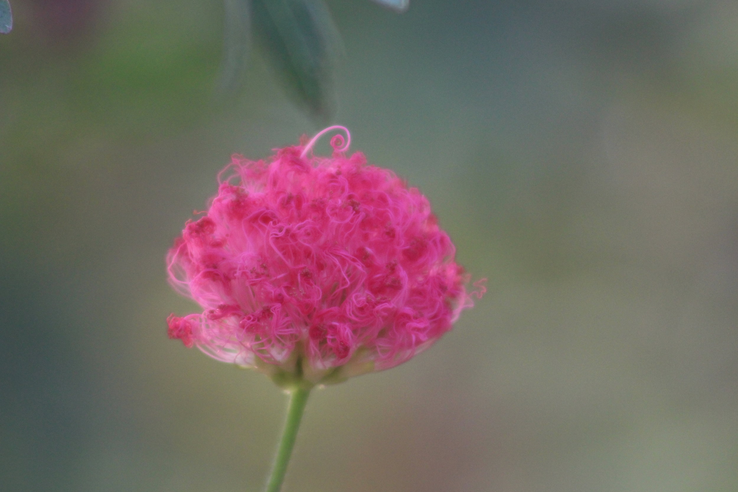 A perfect curl | Lonavala, India