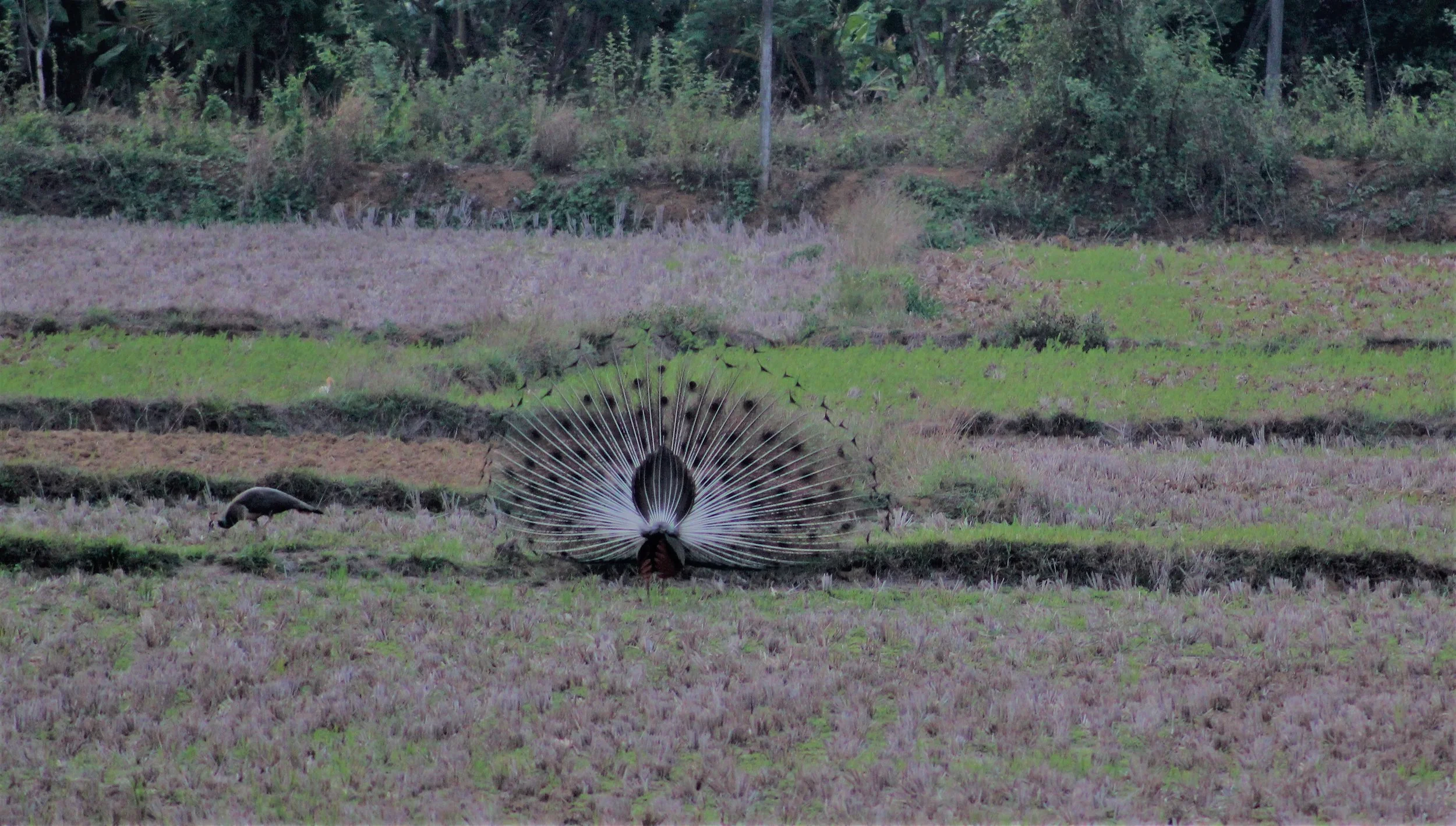 Palakkad | KL, India