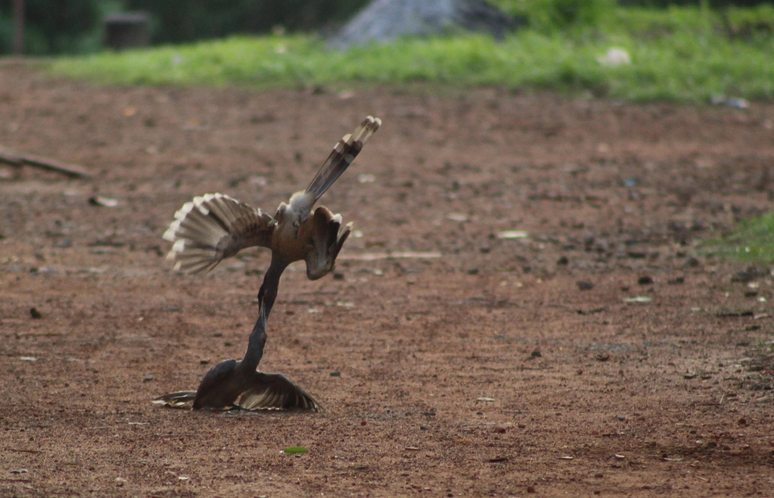 A fight to the finish | Palakkad, KL, India