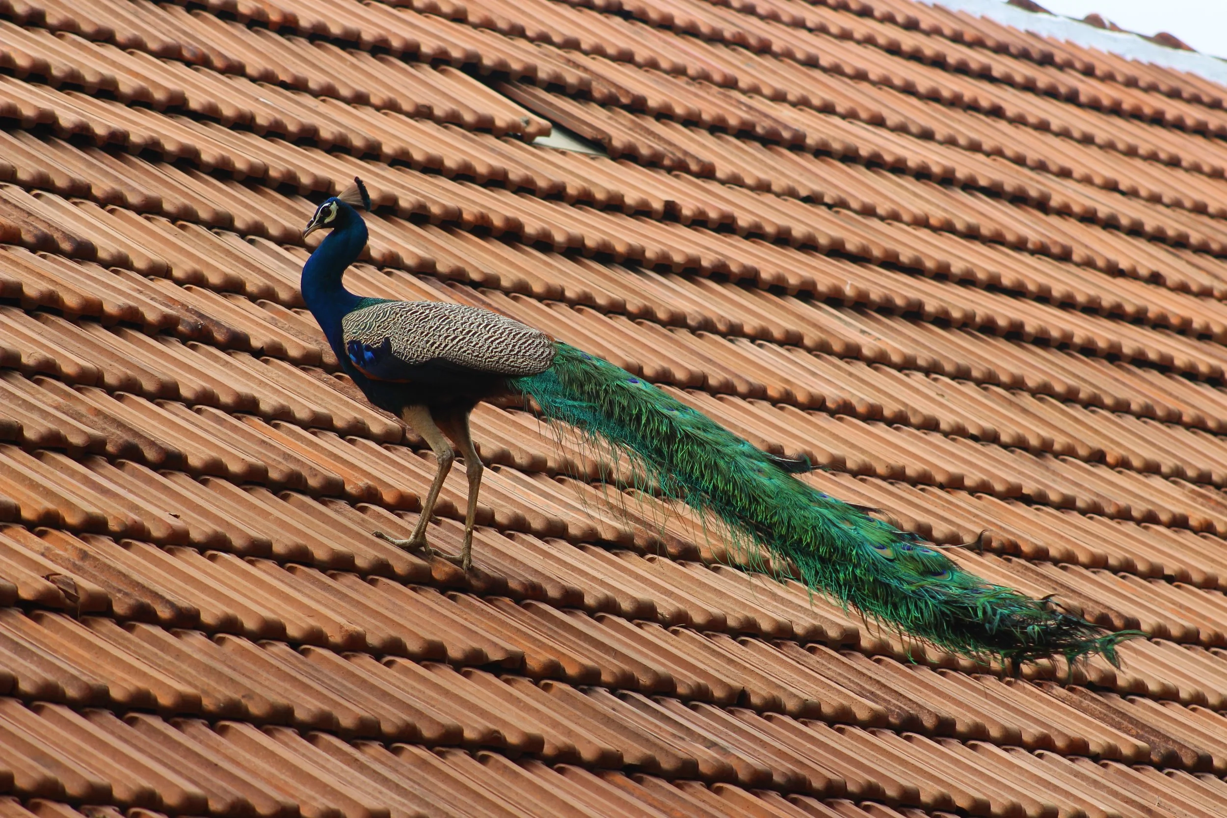 Palakkad | KL, India