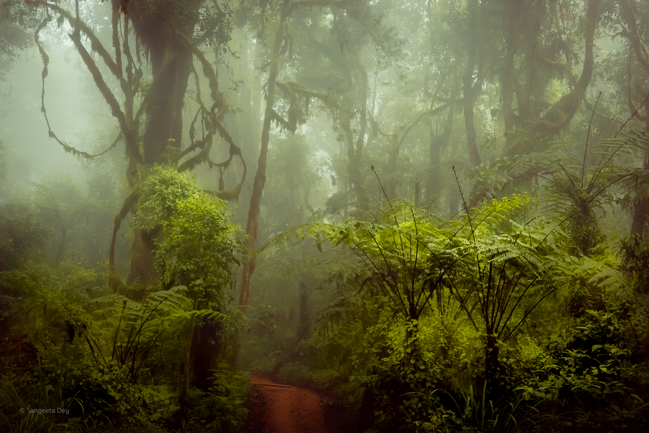 "Mystery And The Mist"