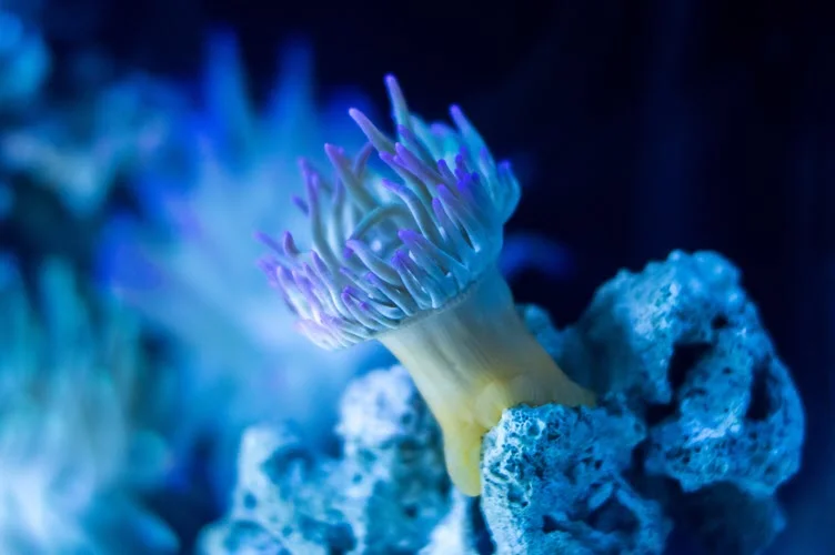 Anemone, Leon Mexico. Photo by Uriel Soberanes.