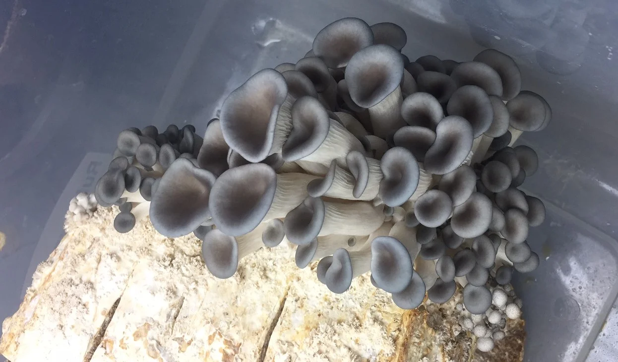 Blue oyster mushroom block.jpg
