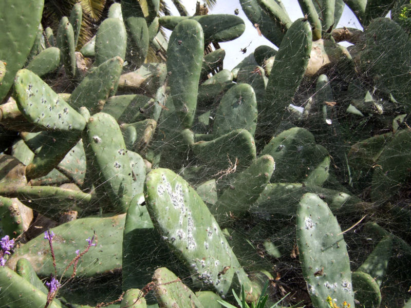 cochineal on cacti.jpg