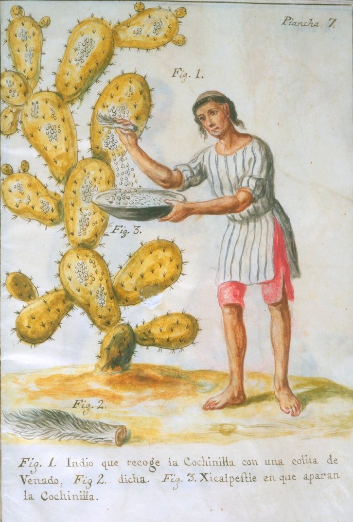 Indian_collecting_cochineal.jpg