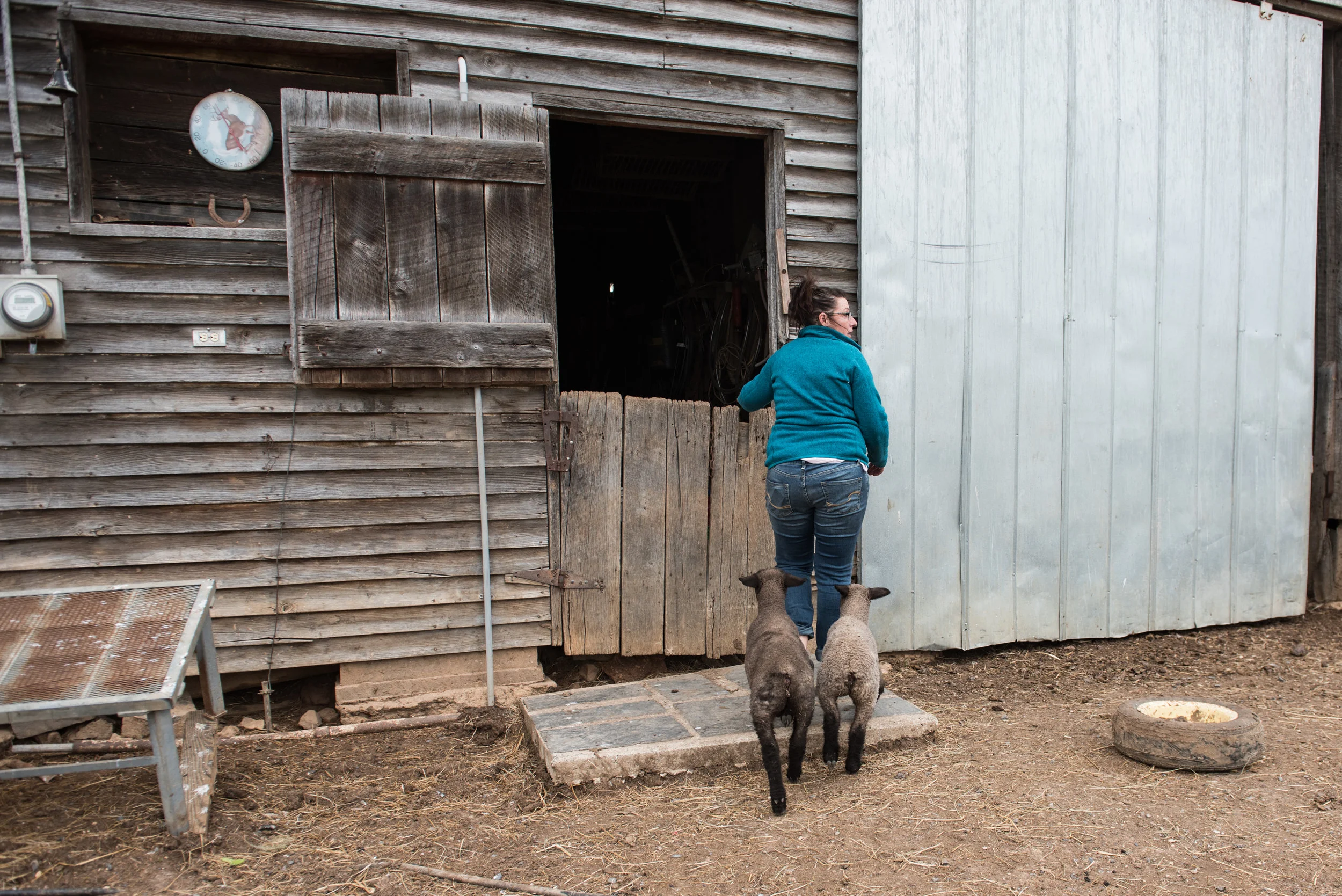 Angie Grant enters her barn to bottle feed her lambs.