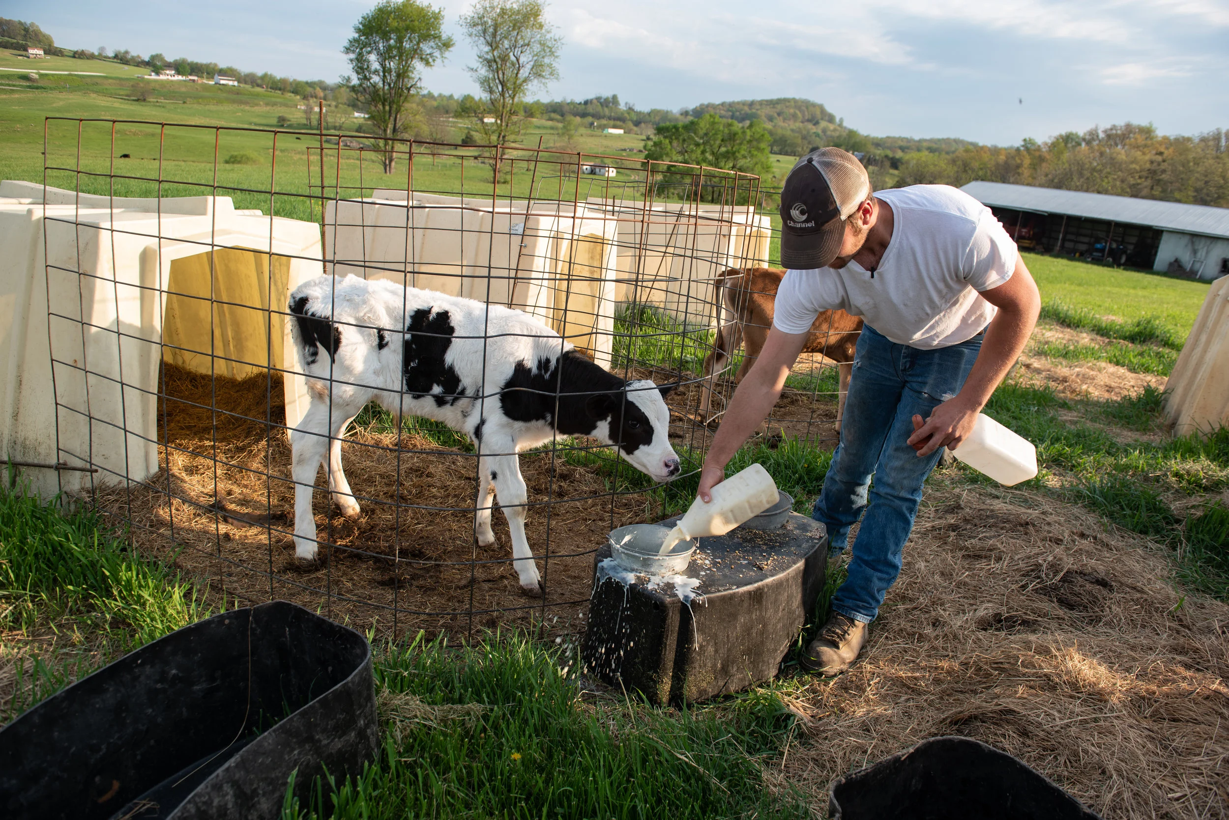 Luke feeds one of his new calves.