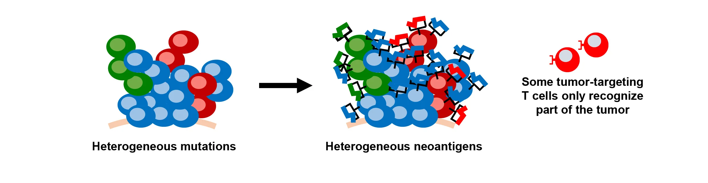 Heterogeneous neoantigens fig 2-01.jpg