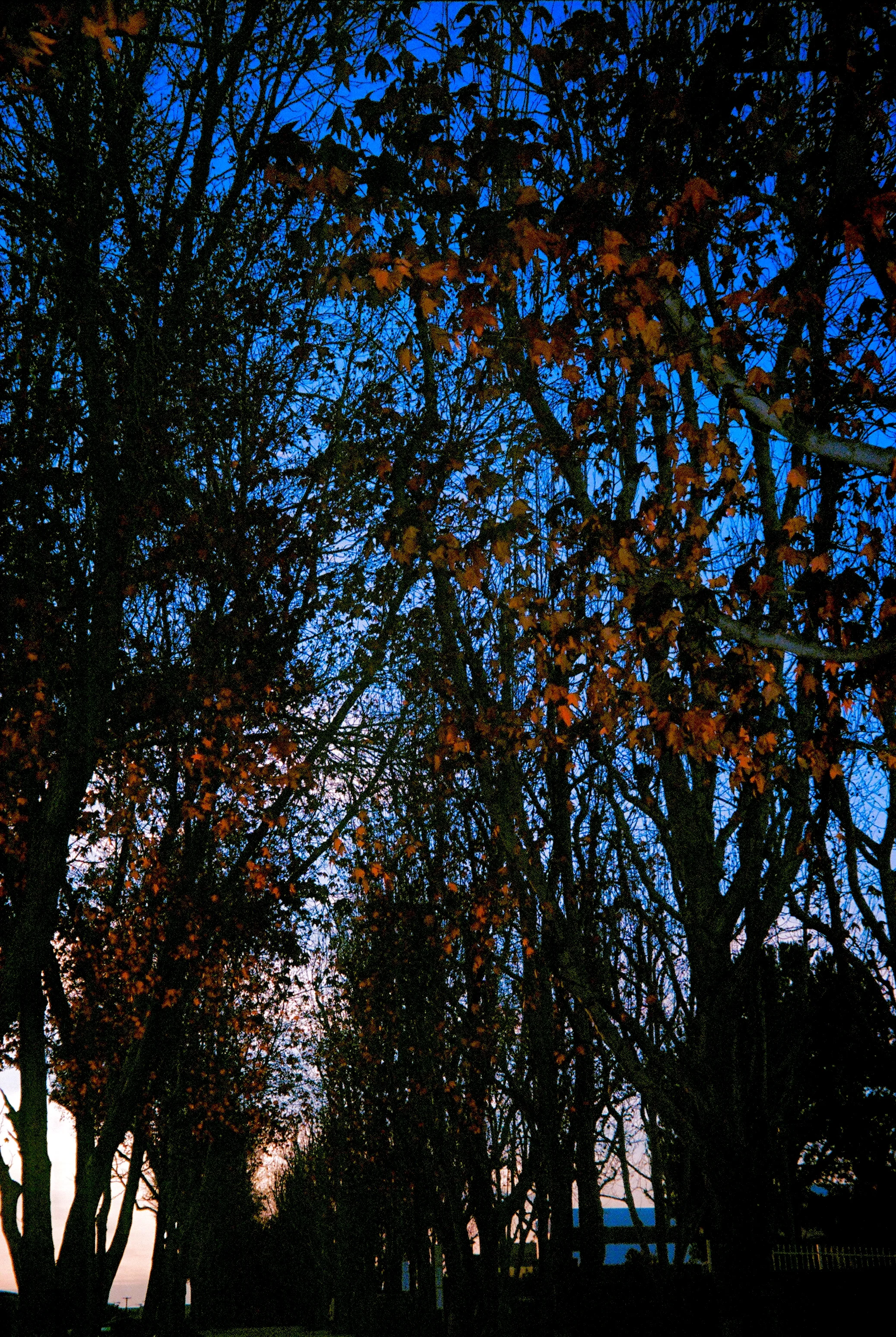 Red Leaves from Fall