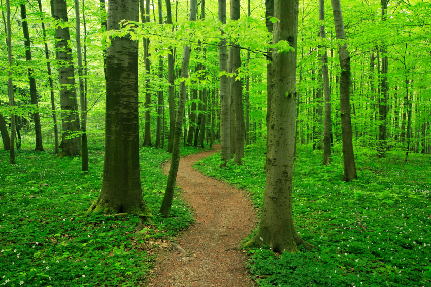 path in forest.jpg