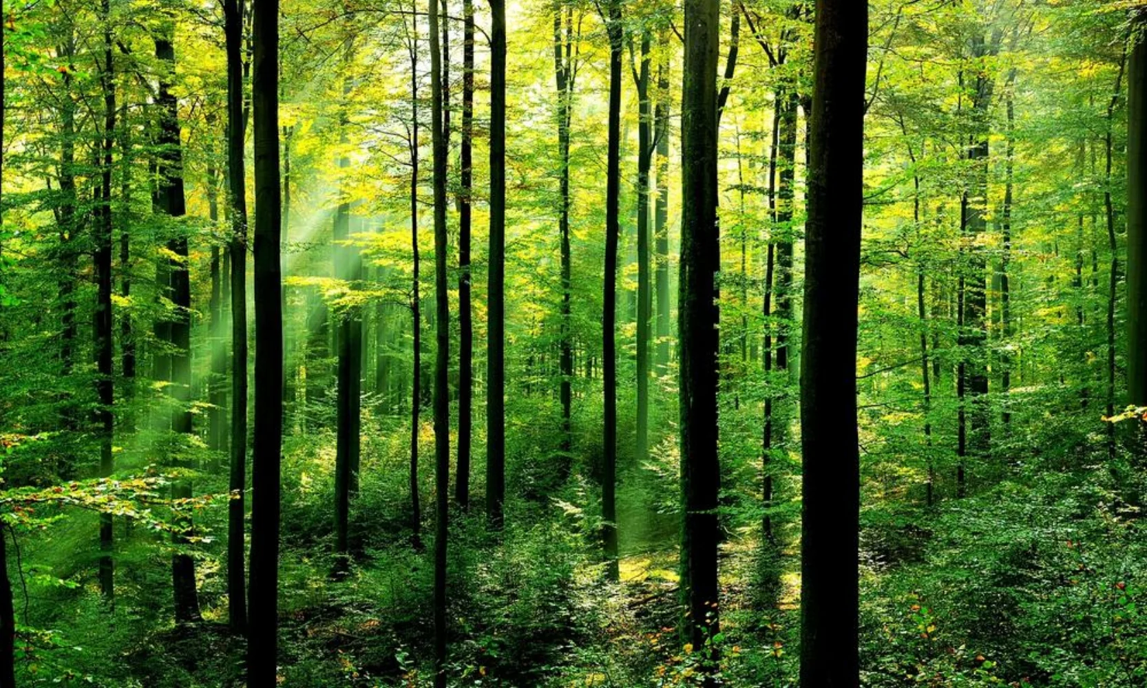 forests-why-matter_63516847.jpg