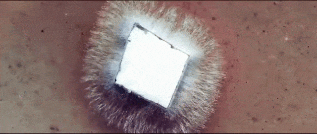 GIY: Grow It Yourself