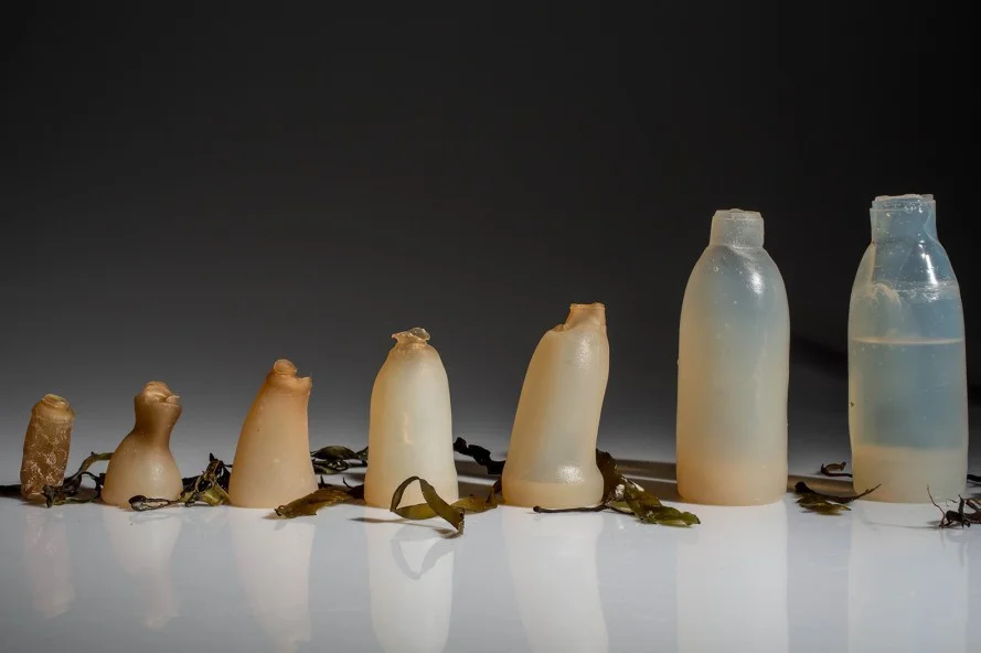 Algae Water Bottle