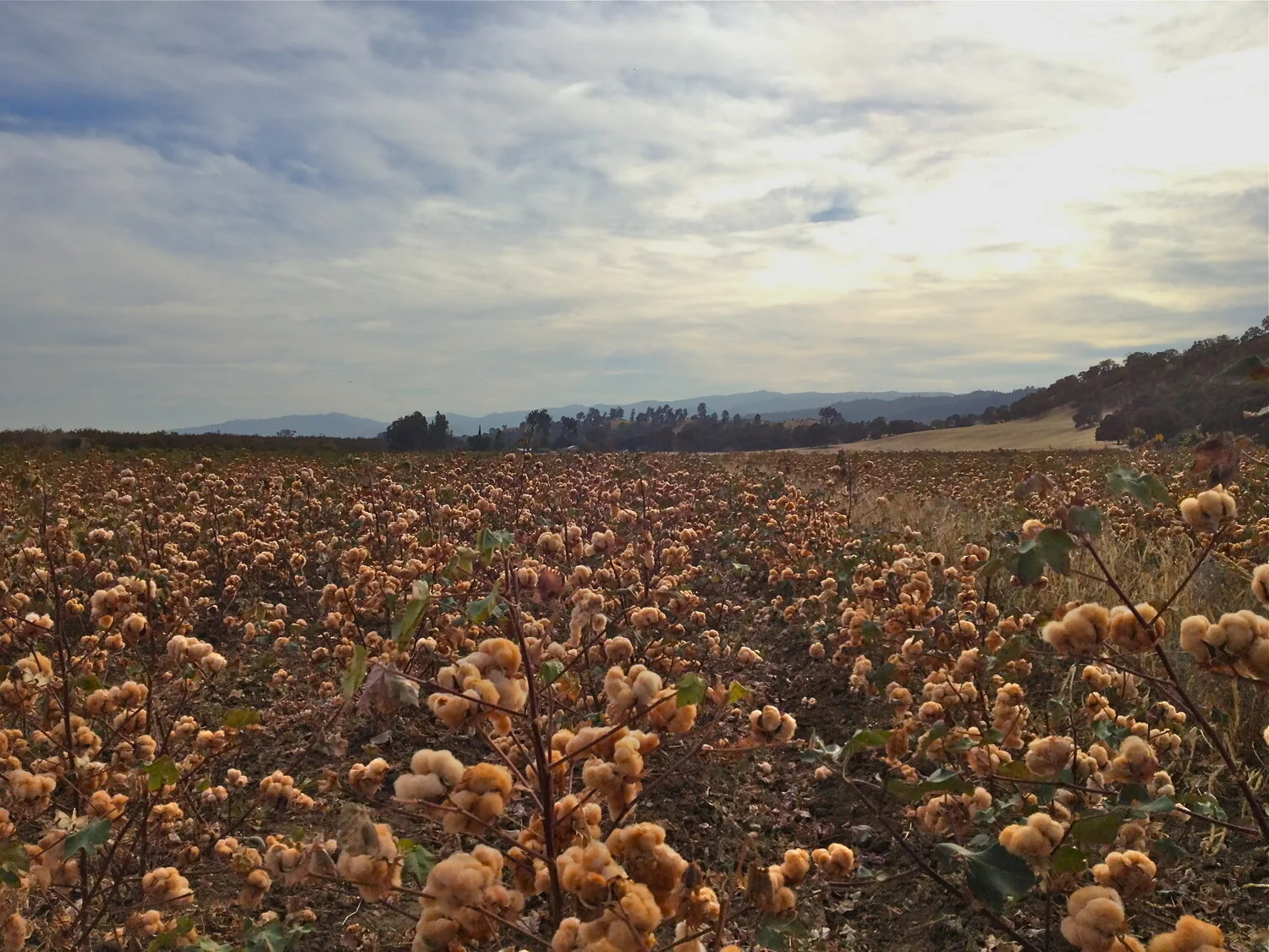 Sally Fox’s California farm.