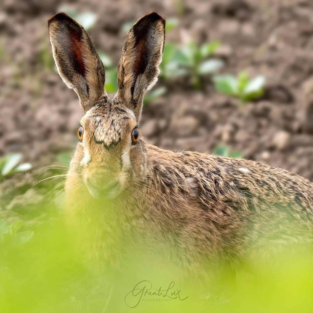 Hare Today...

#haretoday #haresofinstagram #hares #peakdistrict #derbyshire #wildlifephotography #animallovers #marvelous_animals #your_fourleggedfriends #reflectionsmag #jessopsmoment #appicoftheweek #dcwow #shotbyyou #springvibes #sonyalpha #wildl
