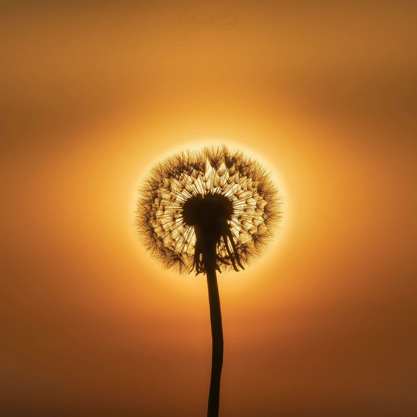 A bright idea 💡

&ldquo;Hello, I'm a dandelion. A lot of people call me a weed but I'm a friend and come to help you!
When you see me, remember that I'm the ONLY one who wants and can grow in that particular spot. Because:
Either the soil is too com