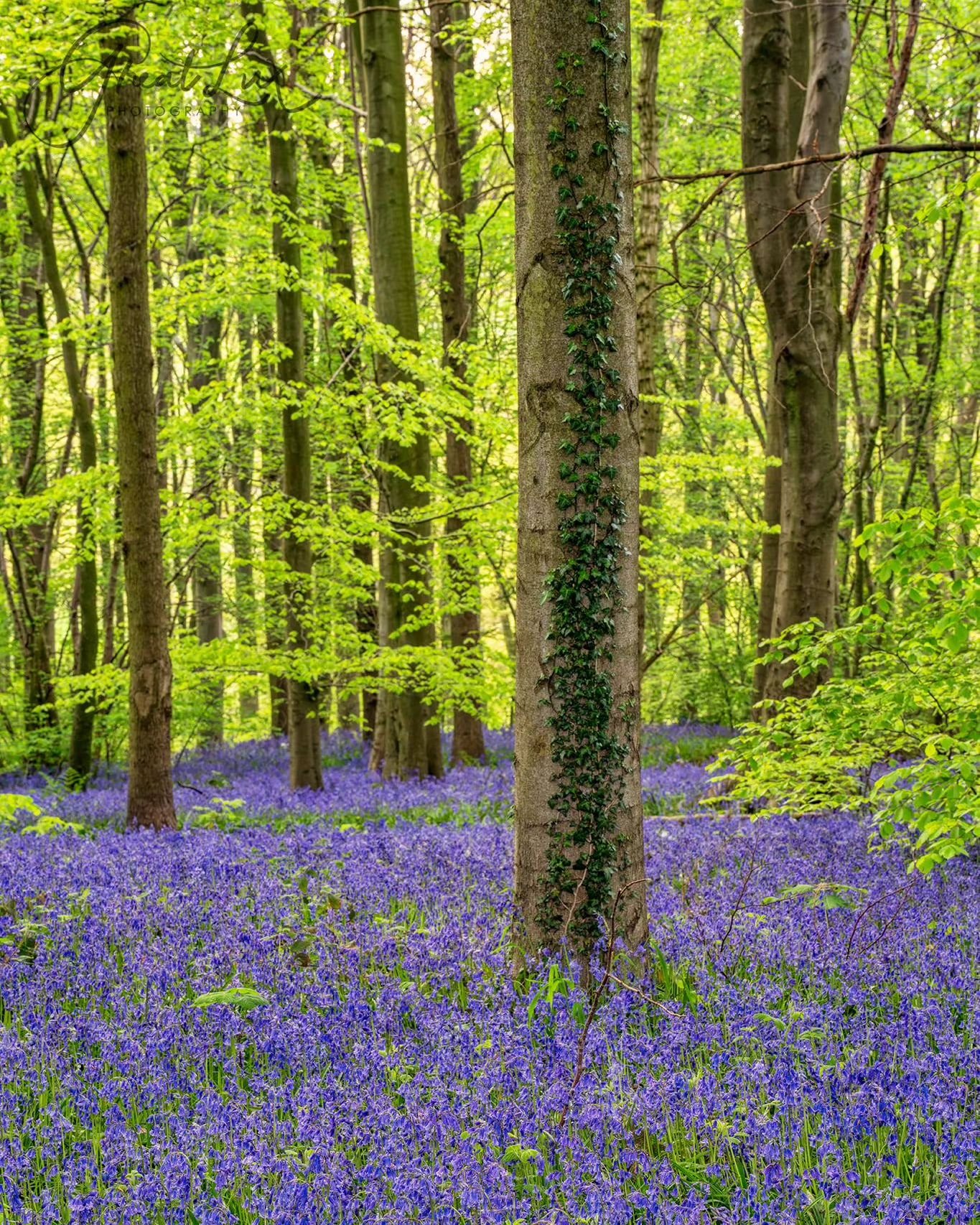 Carpet of Blue

#bluebells #flowersofinstagram #carpetofbluebells #derbyshire