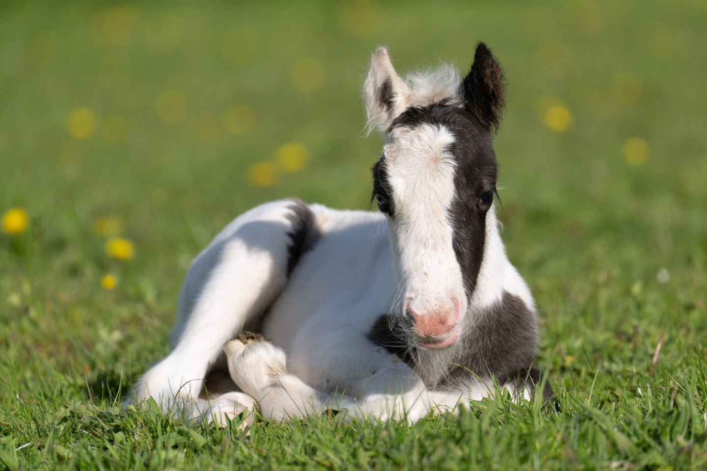 Nearly foaling asleep in the sunshine!

Saw this gorgeous young filly on today's sunny walk in South Yorkshire and just had to get a photo 😍

#foal #horse #foalsofinstagram #cuteanimals #springvibes #animallovers #marvelous_animals #your_fourleggedf