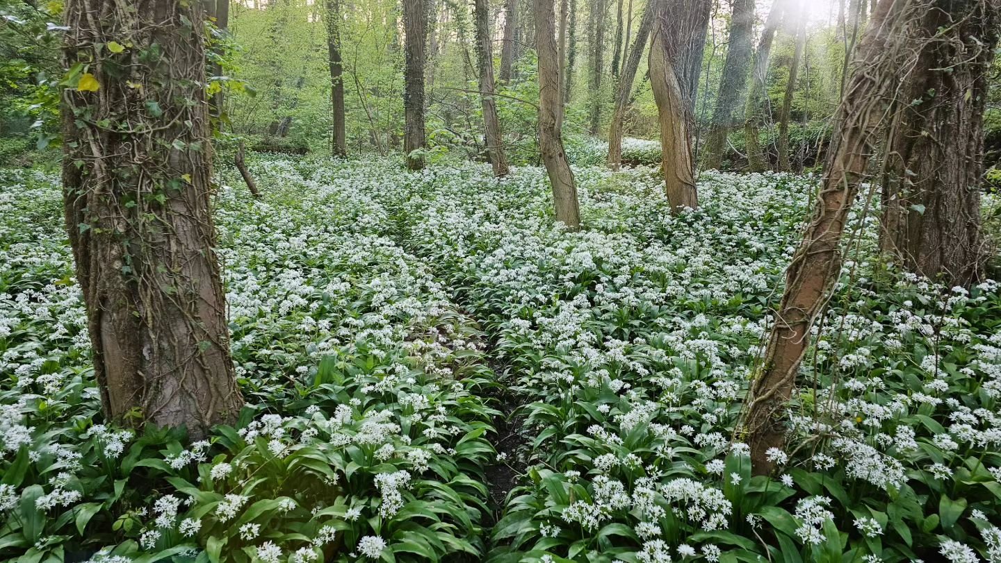 Wild Garlic

Love or hate the unmistakable smell? Personally I quite enjoy it although on this occasion was quite pungent walking through the woodland and was a little too overpowering!

#wildgarlic #woodlandphotography #southyorkshire #woodlandsandw