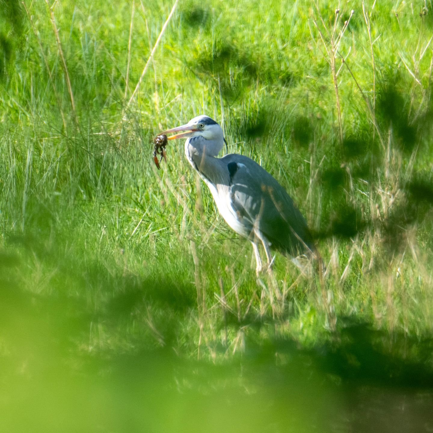 Whilst walking along the brook, we stumbled upon a heron who had just caught it's breakfast. It shot off straight away with its catch. Luckily it didn't go far and flew in to a neighbouring field so I was able to get a photo. I believe it had caught 