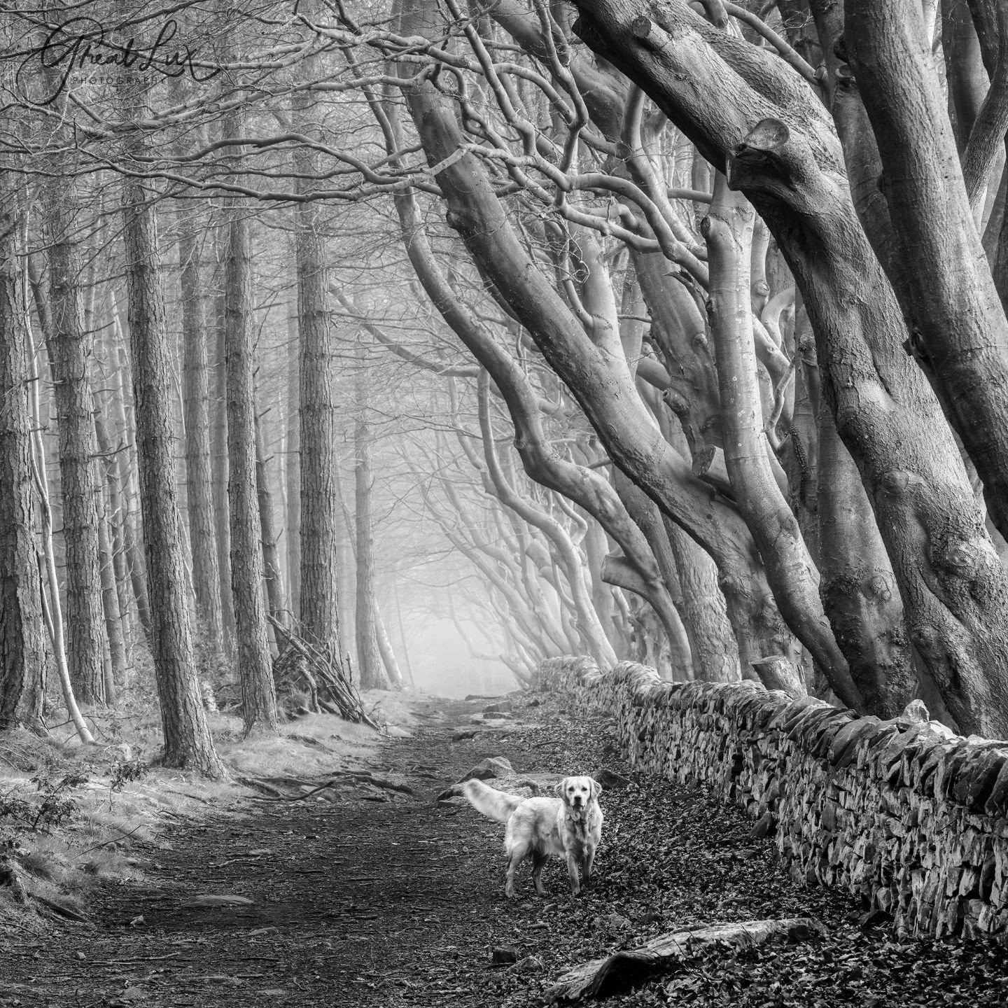 Princess Penny and the King's Passage

#pennyofthepeak #goldenretriever #derbyshire #woodlandphotography #sonyalpha #bnw #bnw_captures #bnwzone #bnwmood #bnw #treesofinstagram #treestagram #tree_brilliance #tree_magic #treescapes #ig_shotz_trees #tre