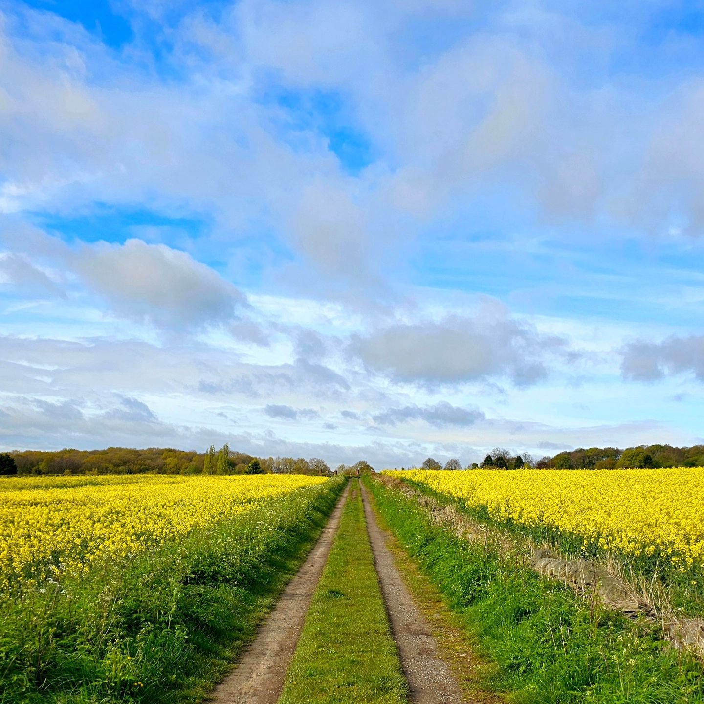 Canola Lane

#rapeseed #canola #derbyshire #yellowflowers