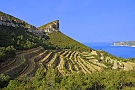 provence vignoble.jpeg