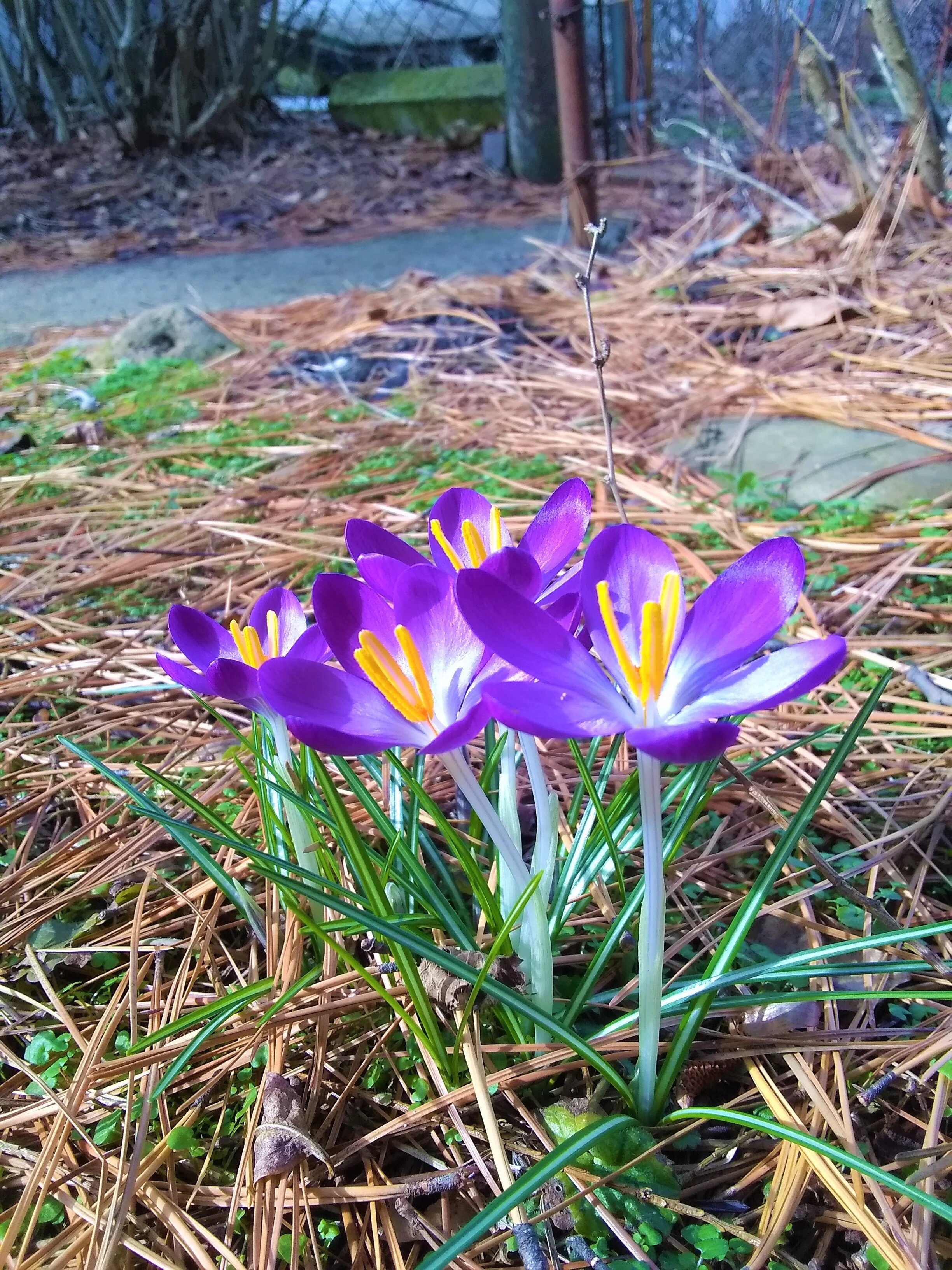 Flowers.jpg