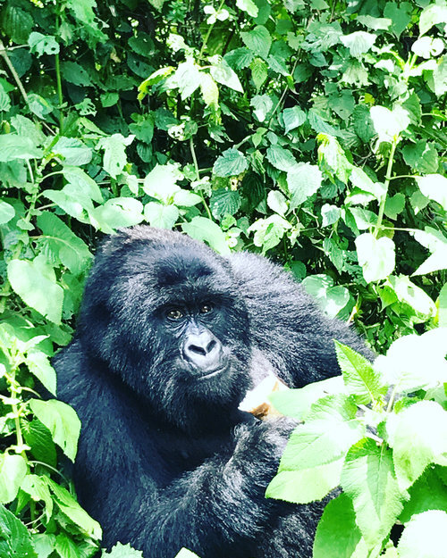 Isis Briones Virunga National Park.jpg