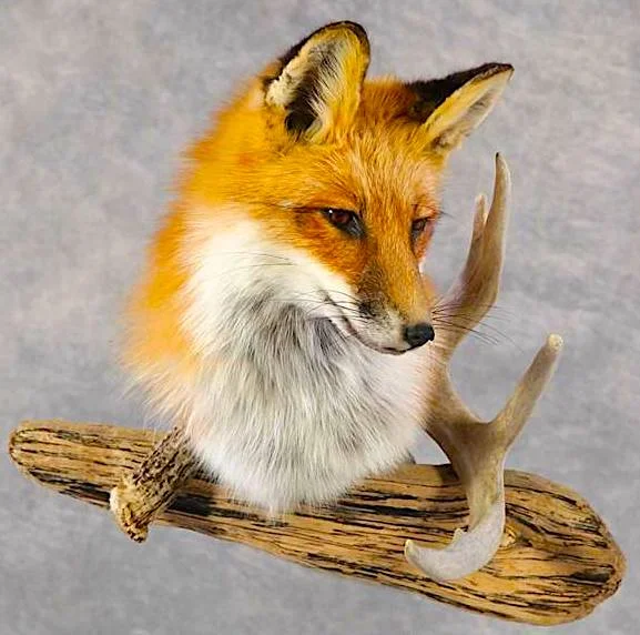 FOX.jpg