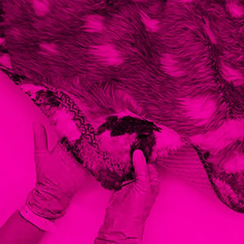Fur symposium.jpg