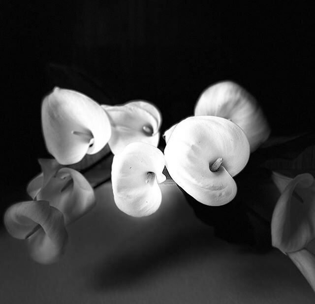 My flowerpower in the year of corona#flowers #flowersofinstagram #flowerphotography #flowerpower #lillies #mono#lensculture#chasinglight