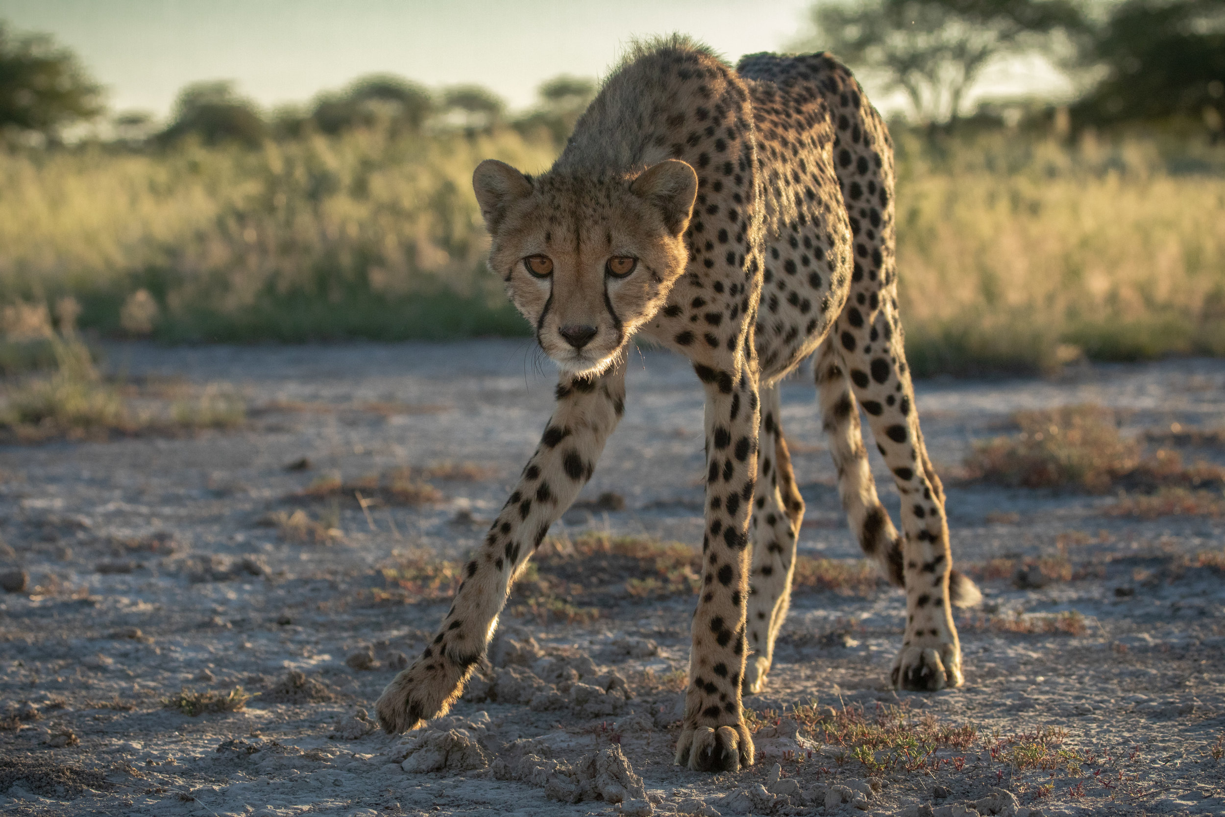 Cheetah Onguma.jpeg
