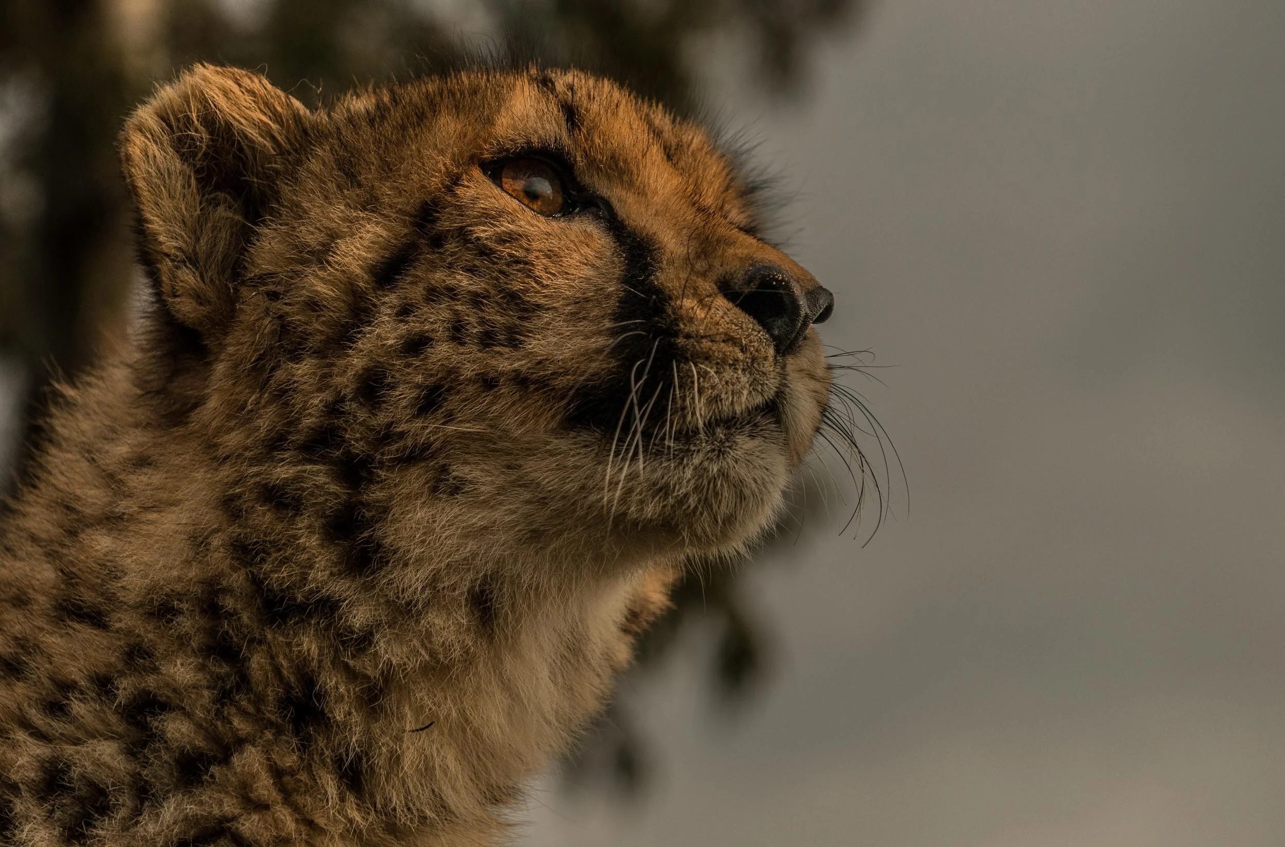 Cheetah Hero corrected-1.jpg